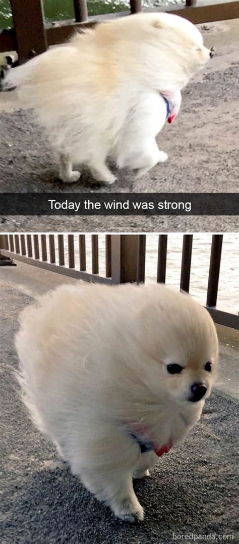 18 Dog Snapchats That Will Make You Laugh Out Loud Part 2