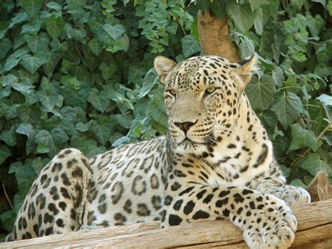 Filepersian Leopard Sitting Wikimedia Commons