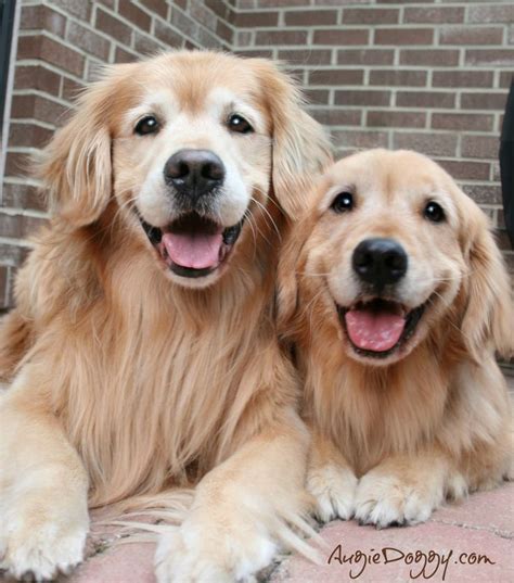 73 Best Golden Retrievers Images On Pinterest Fluffy Pets Cutest