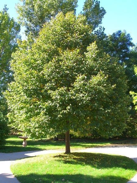 Linden Greenspire Is A Wonderful Tree For The Landscape And Has Pale