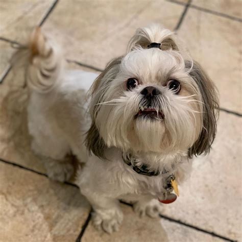 14 Fluffy Facts About Adorable Shih Tzu Page 3 Of 4 Petpress