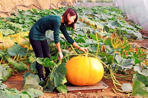 How To Plant And Grow Giant Pumpkins Gardeners Path