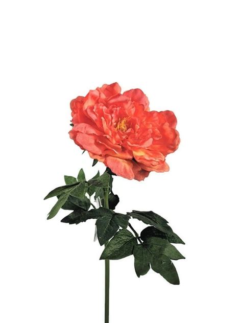 Shop online today for delivery or curbside pick up! Real Peony Flowers Near Me - pivoine : I've grown peony ...
