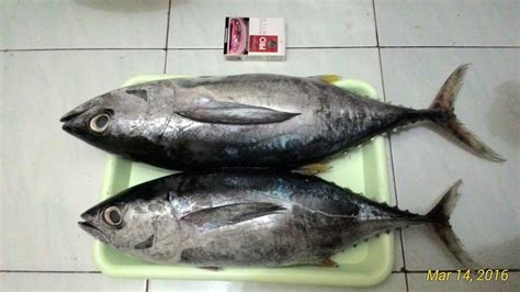 Bahan mie ayam semarang gurih nikmat : Pasar Ngemplak Tulungagung, Cari ikan dan sayur segar 24 jam | Mahmudah Abshor