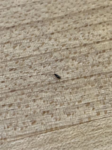 Small Bugs Crawling Near Sinks What Are They How Do I Get Rid Of Them