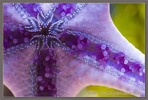 Animals Photographs And Images ~ Pictures Of Animals Starfish