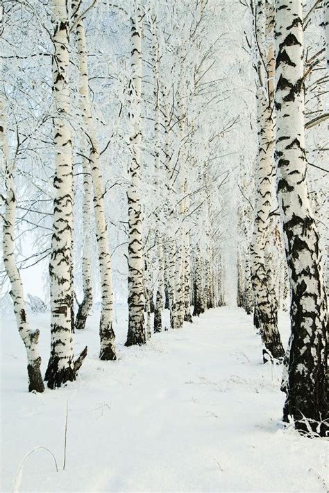 Birch Trees In Winter Winter Scenery Winter Landscape Winter Scenes