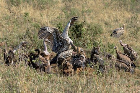 Vulture Birds Are Eating Their Prey Stock Image Image Of Spreaded