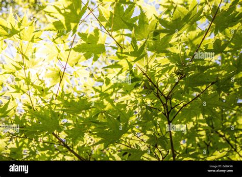 Tree Green Leaves In Sunlight Nature Background Stock Photo Alamy