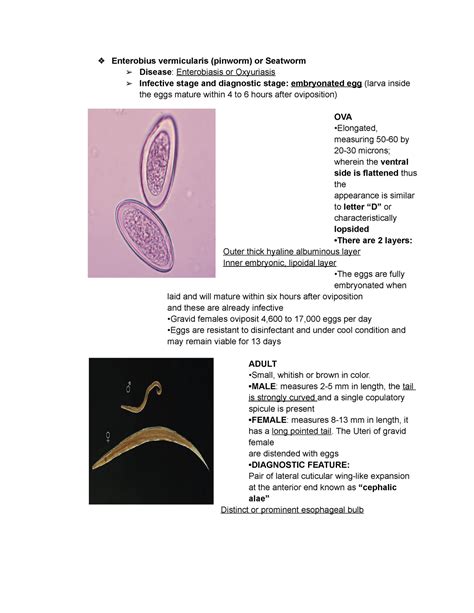Enterobius Vermicularis Pinworm Or Seatworm MALE Measures 2 5 Mm