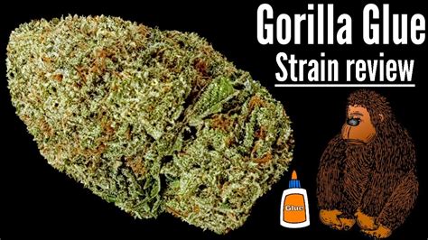 Gorilla Glue Official Strain Review Youtube