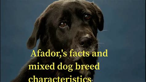 Afadors are also sometimes known as the afghan lab. TOP CHARACTERISTIS OF AFADOR DOG BREEDS 2020 - YouTube