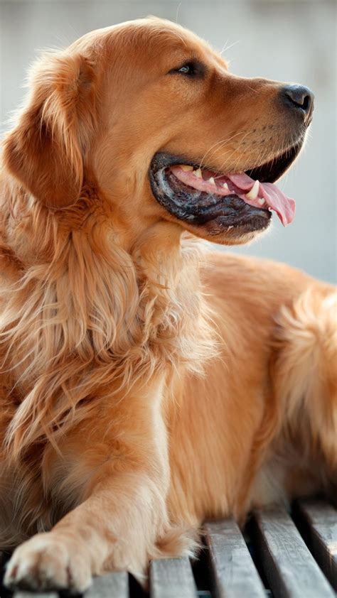 Golden Retriever Dog 4k Ultra Hd Mobile Wallpaper