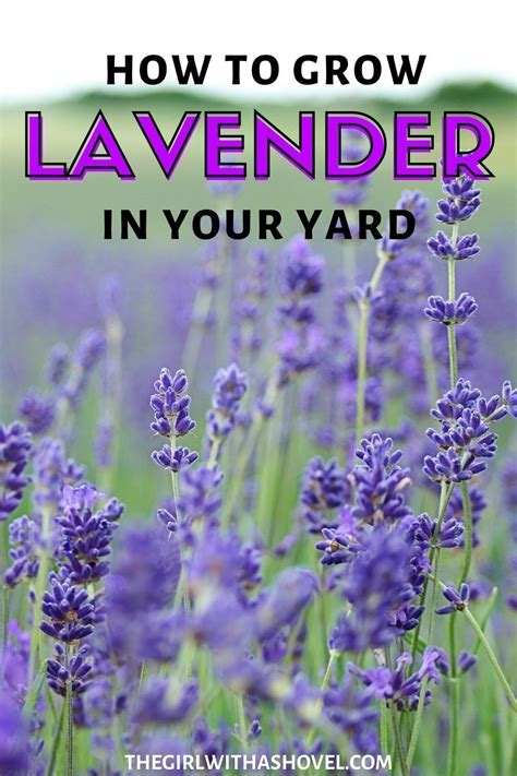 Awasome Lavender Plant How To Take Care 2022 Herb Garden Planter