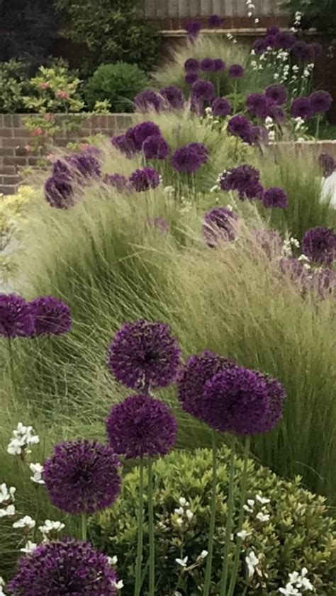 Alliums And Stipa Purple Garden Garden Landscape Design Garden Design