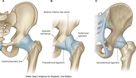 Glenohumeral translation and ligament elongation during abduction and abduction with. Hip Joint:Anatomy,Movement & Muscle involvement » How To ...