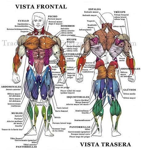 Human muscle system, the muscles of the human body that work the skeletal system, that are under voluntary control, and that are concerned with the following sections provide a basic framework for the understanding of gross human muscular anatomy, with descriptions of the large muscle groups. Pin on Uploads