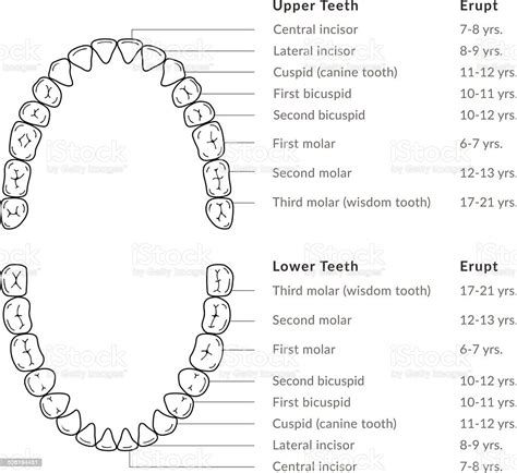 Teeth Adult Dental Chart Stock Illustration Download Image Now