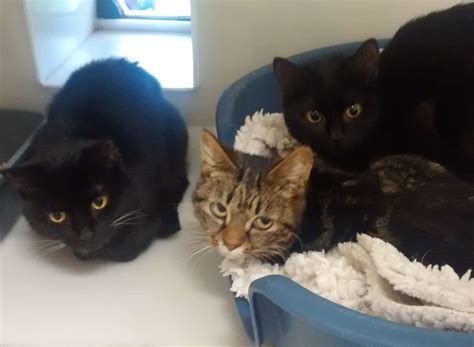 Rspca Appeals For Help After Cats Dumped In Tonbridge Then Taken To