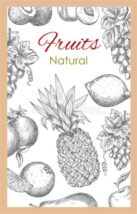 Natural Fruits Sketch Vector Poster Stock Illustrations 1858 Natural