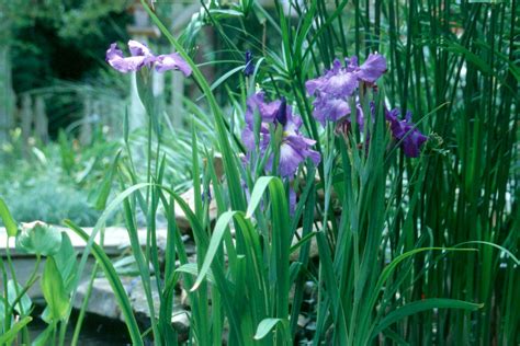 Japanese Irises Yield Spring Summer Color Mississippi State