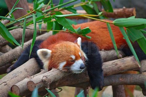 Red Panda Firefox Sleeping On The Tree Stock Image Colourbox