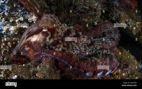 Giant Pacific Octopus Enteroctopus Dofleini Stock Photo Alamy