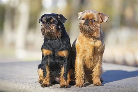 brussels griffon dog breed information