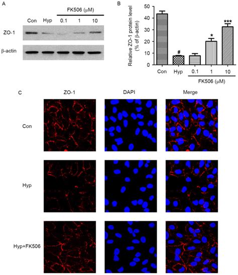 Fk506 Suppresses Hypoxia‑induced Inflammation And Protects Tight