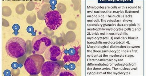 Medical Laboratory And Biomedical Science Morphology Of Myeloid Precursors