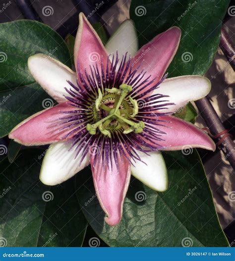 Pink Passion Flower Stock Image Image Of Flower Floral 3026147