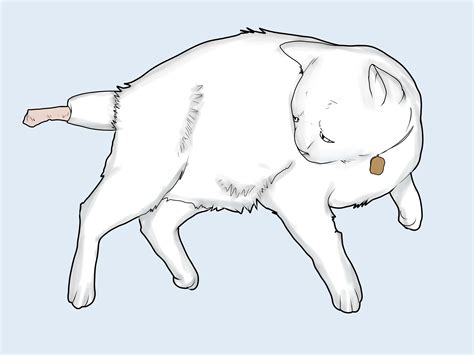 How To Treat A Cats Broken Tail 9 Steps Wikihow