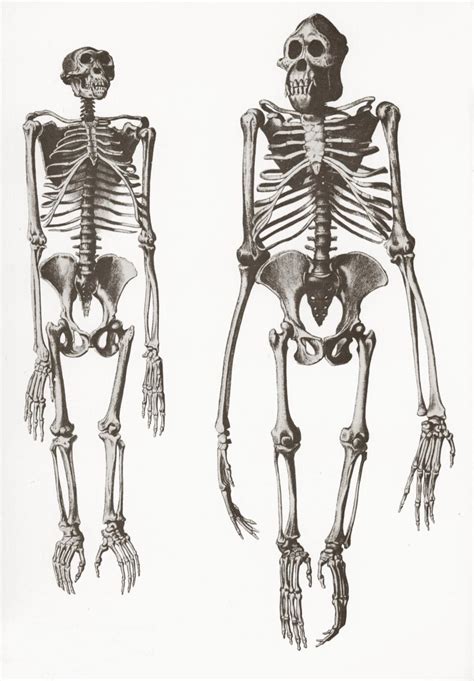 ‎chimpanzee And Orangutan Skeletons Uwdc Uw Madison Libraries
