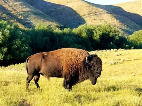 Everything To Know About Bison Hunting West Canyon Ranch