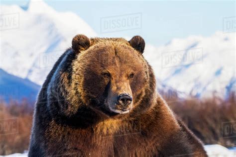 Captive Portrait Of A Grizzly Bear In Winter At The Alaska Wildlife