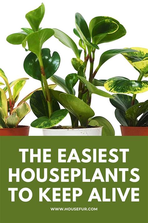 The Easiest Houseplants To Keep Alive House Fur Houseplants Easy