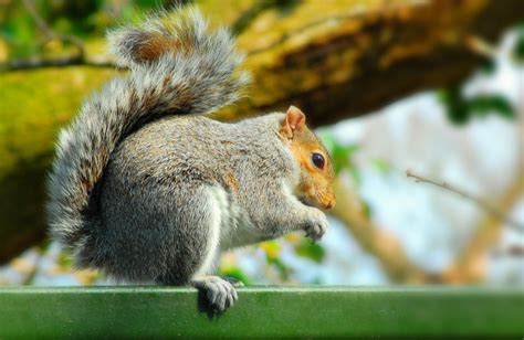 European Grey Squirrel Scurius Carolinensus Grey Squirr Flickr