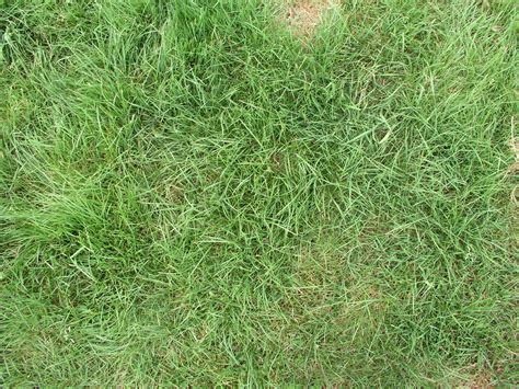 High Qualitygrass Textures Grass Textures High Quality