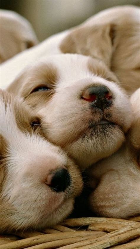 Puppy Pile Cutest Paw Mininoshkita Pinterest