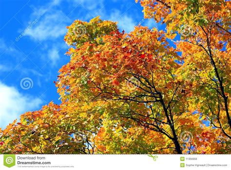 Autumn Leaves On Blue Sky Stock Photo Image Of Nature 11356956