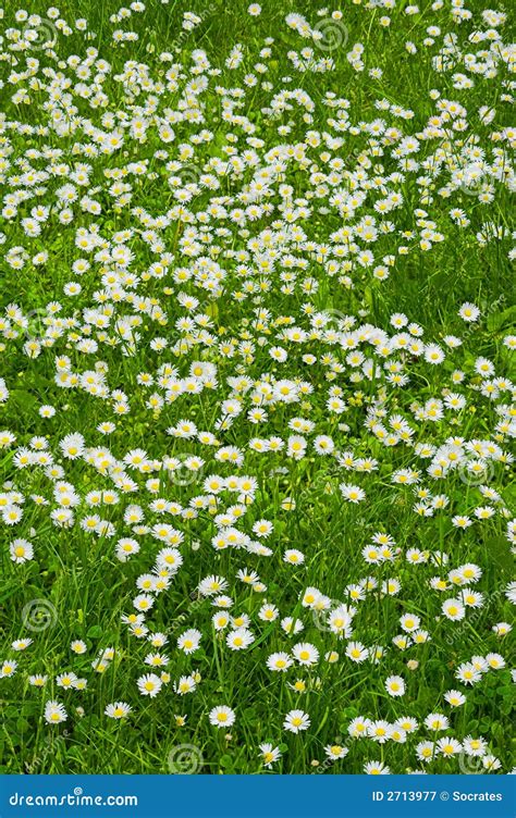A Lawn Of White Flowers Royalty Free Stock Photography Image 2713977