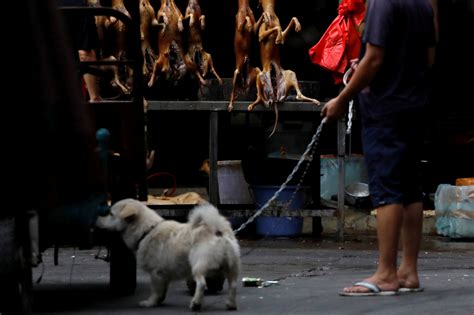 Chinas Notorious Dog Meat Festival Opens Again Daily Sabah