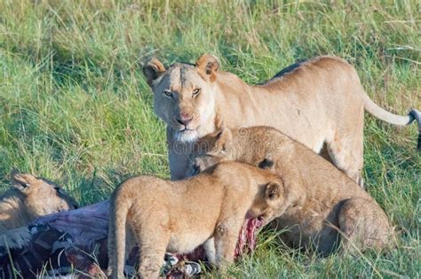 Czujna Lwica W Serengeti Tanzania Afryka Lwa Ostrzeżenie Lwicy Ostrzegać Zdjęcie Stock