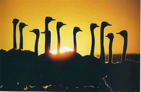 ‘ostriches Pete Turner Stuff From The Loft