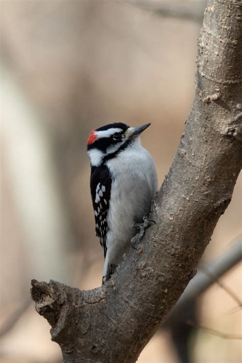 Picture 59 Downy Woodpecker