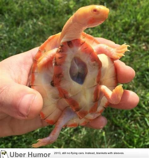 Albino Turtle Whose Heart Is Located Not Inside But Outside Its Chest