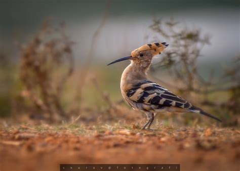 Hoopoe National Bird Of Israel Upupa And Epops Are Respe Flickr
