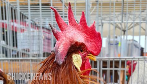 Favus In Chickens Risks And Ringworm Treatment Chicken Fans