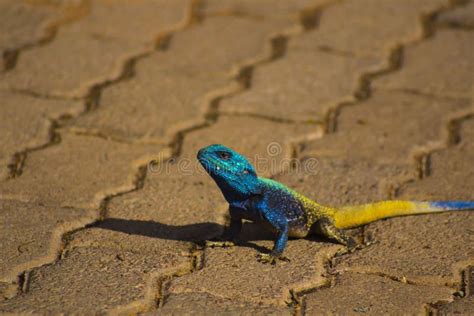 Blue Head Agama Lizard Stock Photo Image Of Park Horizontal 63037050