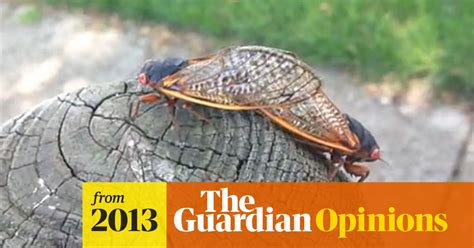 Cicadas Are Magical Not Menacing Tracy Leskey The Guardian